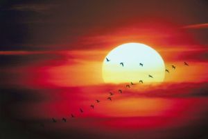 Birds flying at sunset