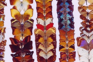 Butterflies on a pin board