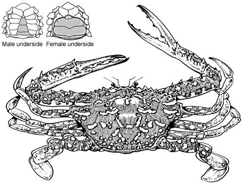 Drawing of a blue swimmer crab