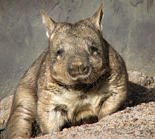 Wombat. 